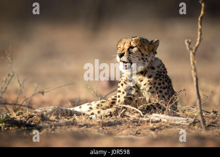 Cheetah dans la lumière du matin. Banque D'Images