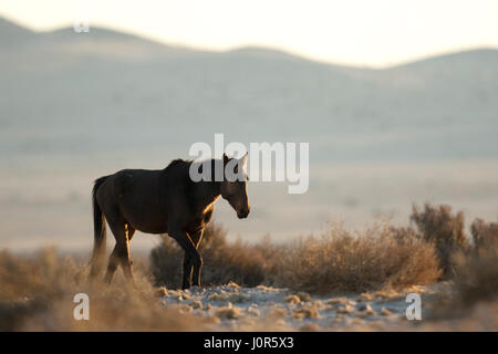 Cheval sauvage du désert namibien. Banque D'Images