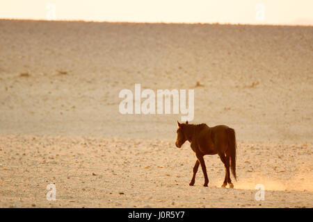 Cheval sauvage du désert namibien. Banque D'Images