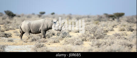 Les rhinocéros noirs dans le parc national d'Etosha. Banque D'Images