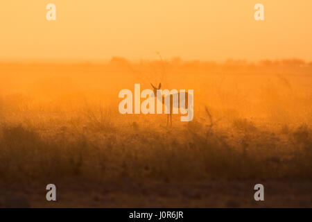 Springbok dans golden morning light. Banque D'Images