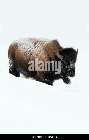 Bison d'Amérique / Amerikanischer ( Bison bison bison ), adulte, marcher dans la neige haute, le Parc National de Yellowstone, Wyoming, USA. Banque D'Images