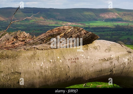 Un hêtre tombé sur Linley Hill, Shropshire, avec le Long Mynd vu dans la distance. Banque D'Images