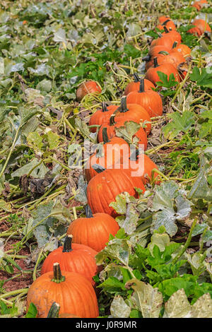 Citrouilles d'être récolté dans un champ agricole. Banque D'Images