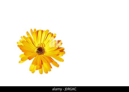 Daisy flower isolated jaune,découper sur fond blanc.Nature isolés. Banque D'Images