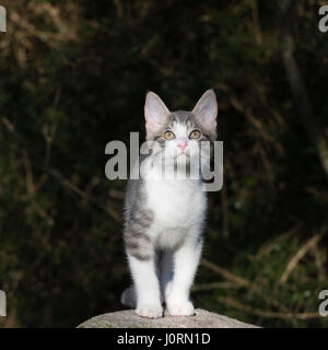 Un chaton gris et blanc debout sur un Boulder regardant Vers le haut Banque D'Images
