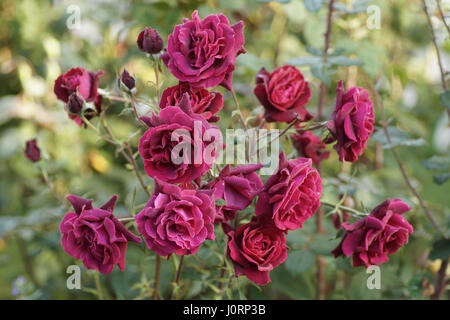 Rosa 'Deep' Secret Banque D'Images