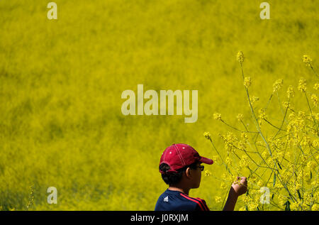 Le Chino Hills, USA. Apr 15, 2017. Fleurs de moutarde à Chino Hills State Park à Chino Hills, Californie, États-Unis, le 15 avril 2017. Credit : Zhao Hanrong/Xinhua/Alamy Live News Banque D'Images