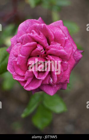 Rosa 'Mister Lincoln' Banque D'Images