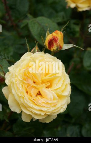 Rosa 'Peer Gynt' Banque D'Images