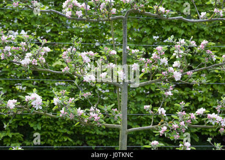 Malus domestica Cox's Orange Pippin en fleurs au printemps. L'espalier arbre. Banque D'Images