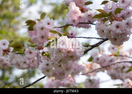 Prunus 'Ichiyo' Blossom. Cerisiers en fleurs dans un jardin anglais. Banque D'Images