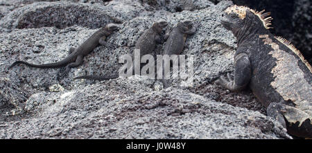 Bébé iguanes marins avec des iguanes adultes se bassiant sur la roche de lave dans le parc national de Galapagos Banque D'Images