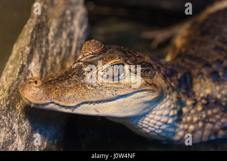 Gros plan de la tête d'un Crocodile nain Banque D'Images