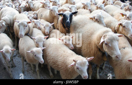 Troupeau de moutons avec un noir Banque D'Images