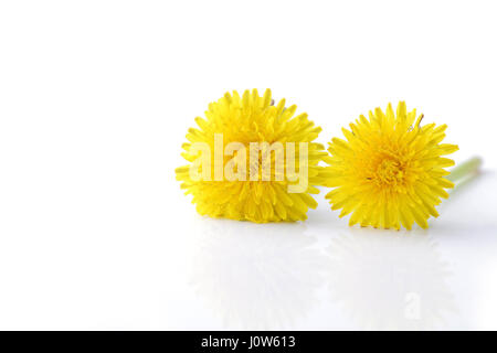 Pissenlit fleur jaune sur blanc Banque D'Images