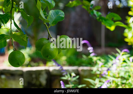 Citrons d'Eureka mûrissant (citris limon) suspendus d'un citronnier d'arrière-cour dans un jardin de Sydney, en Australie Banque D'Images