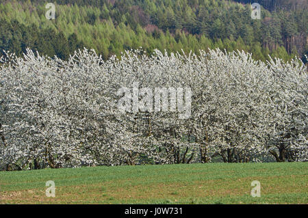 Blossoming cherry trees blooming Cherry Orchard dans le champs vert printemps Banque D'Images