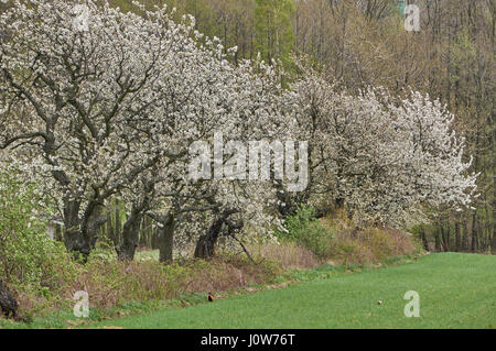 Blossoming cherry trees blooming Cherry Orchard dans le champs vert printemps Banque D'Images