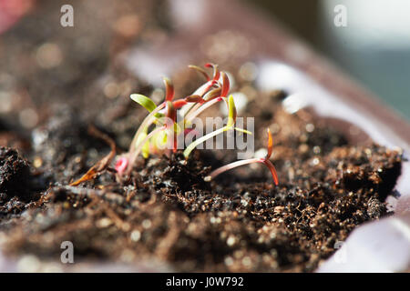 Le peu de jeunes pousses germées juste à partir de semences. Les plants pour l'été Banque D'Images
