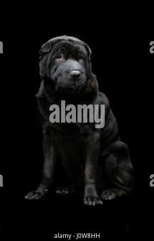 Belle vieille race noir Shar Pei chien assis sur fond noir. Copier l'espace. Banque D'Images