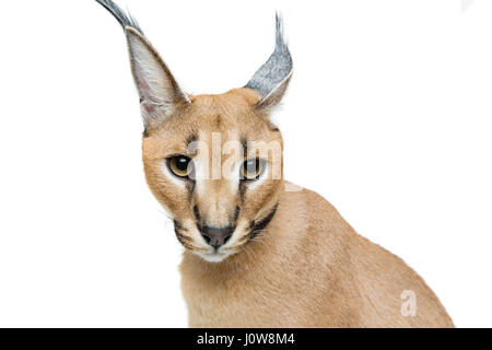 Beaux Lynx caracal 6 mois chaton en cuir collier assis sur fond blanc. Isolées. Studio shot. Copier l'espace. Banque D'Images