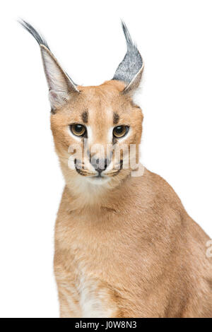 Beaux Lynx caracal 6 mois chaton assis sur fond blanc. Isolées. Studio shot. Copier l'espace. Banque D'Images