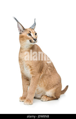 Beaux Lynx caracal 6 mois chaton assis sur fond blanc. Isolées. Studio shot. Copier l'espace. Banque D'Images