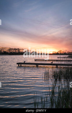 Canards sur une jetée de Weston Turville réservoir, Buckinghamshire, UK, comme le soleil se couche sur une glorieuse journée de printemps en avril 2017. Banque D'Images