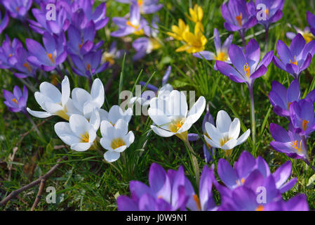 Les crocus Frais de différentes couleurs au printemps sur les jeunes dans l'herbe verte de la ville jardin en journée ensoleillée Banque D'Images