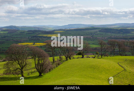 Avenue de hêtres sur Linley Hill près de Norbury, Shropshire. Banque D'Images