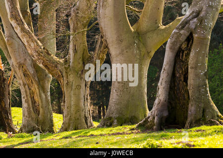 Une avenue de hêtres sur Linley Hill, près de Norbury, Shropshire. Banque D'Images