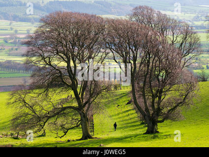 Une avenue de hêtres avec une famille walker sur Linley Hill, près de Norbury, Shropshire. Banque D'Images