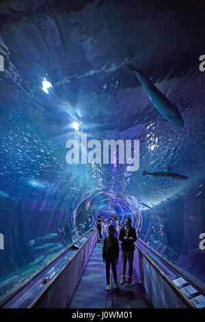 Le tunnel sous la mer à l'Aquarium de la baie au Pier 39, San Francisco, California, USA Banque D'Images