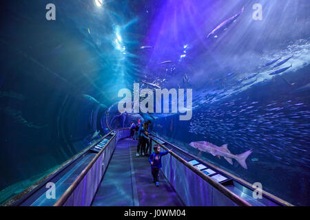 Le tunnel sous la mer à l'Aquarium de la baie au Pier 39, San Francisco, California, USA Banque D'Images