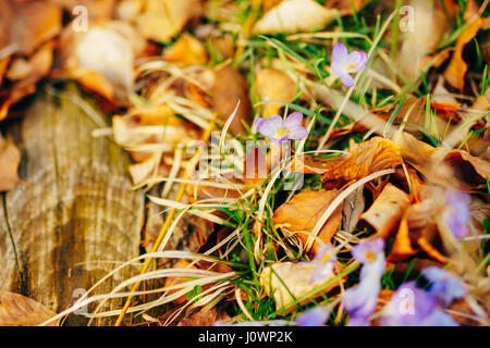 Beaucoup de crocus à sécher les feuilles d'automne. Un champ de crocus en feuilles jaunes sur le terrain dans le parc urbain de Cetinje, Monténégro. Banque D'Images