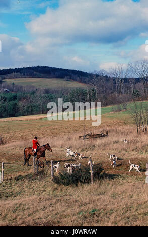 Fox hunter sur des promenades à cheval à travers une prairie avec sa meute de chiens de chasse au renard à l'Etna, New Hampshire, United States. Banque D'Images