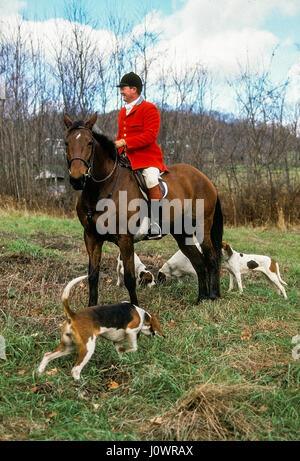 Maître de foxhunt at à cheval vêtu du costume traditionnel et Red Jacket black cap d'un fox hunter avec Fox hunt les chiens. Banque D'Images