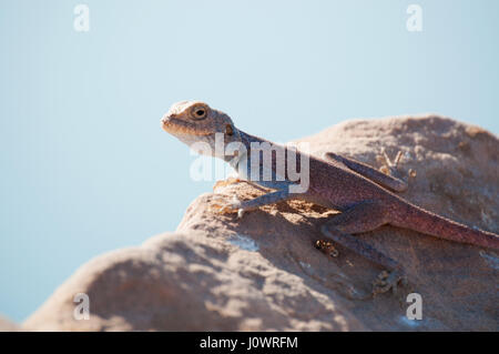 Jordanie : un Sinai agama, le lézard bleu, un dragon lizard trouvés dans les régions arides de Moyen-orient Banque D'Images