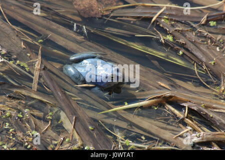 Blue Frog. Moor Frog, Rana arvalis. Le mâle peut être coloré en bleu pour une petite période de deux ou trois jours par an. Banque D'Images