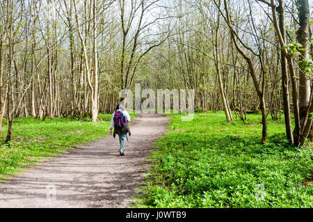 Femme marche à Gatton Park dans les North Downs à Surrey. Banque D'Images