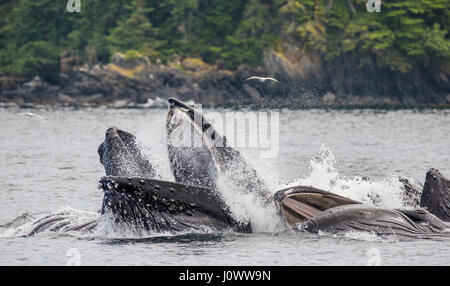 La tête et la bouche de la baleine à bosse au-dessus de la surface de l'eau close-up au moment de la chasse. La région du détroit de Chatham. De l'Alaska. USA. Banque D'Images