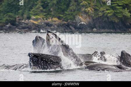 La tête et la bouche de la baleine à bosse au-dessus de la surface de l'eau close-up au moment de la chasse. La région du détroit de Chatham. De l'Alaska. USA. Banque D'Images