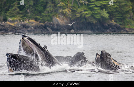 La tête et la bouche de la baleine à bosse au-dessus de la surface de l'eau close-up au moment de la chasse. La région du détroit de Chatham. De l'Alaska. USA. Banque D'Images