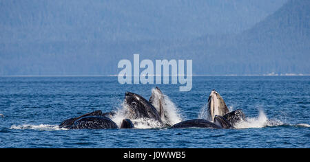 La tête et la bouche de la baleine à bosse au-dessus de la surface de l'eau close-up au moment de la chasse. La région du détroit de Chatham. De l'Alaska. USA. Banque D'Images