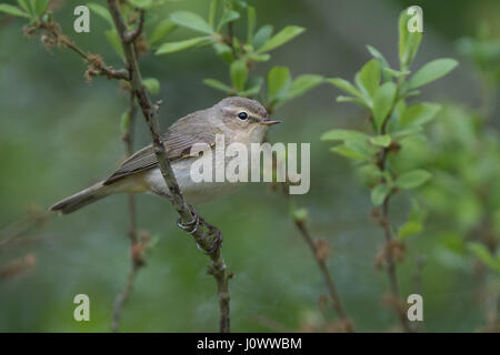 Chiffchaff-Phylloscopus collybita. Au printemps. Uk Banque D'Images