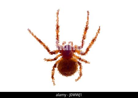 Poly bas spider vector illustration abstraite, isolée Illustration de Vecteur