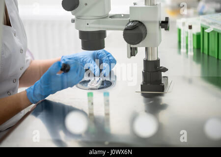 Contrôle de résultat de la fécondation in vitro Banque D'Images