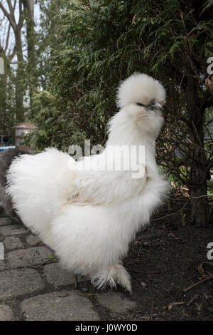 Un livre blanc de poulet Silkie, Gallus gallus domesticus, debout, en posant pour l'appareil photo de Bayfield, en Ontario, au Canada. Banque D'Images