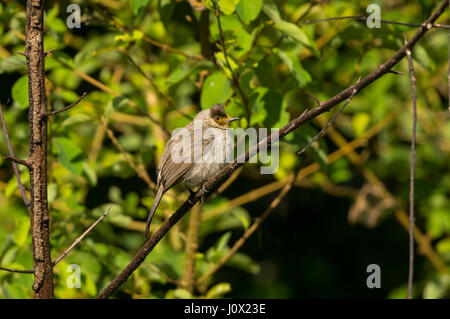 Bulbul à tête fuligineux (Pycnonotus aurigaster), Tmatboey, Cambodge Banque D'Images